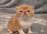 Hardee - Exotic Cat For Sale - Talco&comma; TX&comma; US