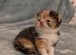 Marley - Exotic Cat For Sale - Talco&comma; TX&comma; US