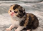Carley - Exotic Cat For Sale - Talco&comma; TX&comma; US
