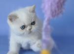 Djesica - Exotic Cat For Sale - Miami&comma; FL&comma; US