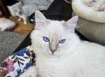 Mahina - Ragdoll Cat For Sale - Orange&comma; VA&comma; US