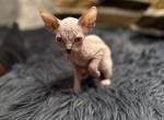 Female kitten - Sphynx Cat For Sale - Brooklyn&comma; NY&comma; US