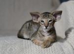 King - Oriental Cat For Sale - Pembroke Pines&comma; FL&comma; US