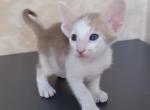 Nazar - Oriental Cat For Sale - Pembroke Pines&comma; FL&comma; US