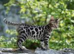 Kasandra - Bengal Cat For Sale - Norwalk&comma; CT&comma; US