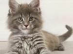 Dalena - Maine Coon Cat For Sale - Miami&comma; FL&comma; US