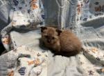 Scottish Kilts  Allison or Alastair  Pending - Scottish Fold Cat For Sale - FL&comma; US