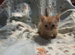 Zack or Zelda   Pending - Munchkin Cat For Sale - FL&comma; US