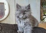 Sam sam - Maine Coon Cat For Sale - Montgomery&comma; MA&comma; US