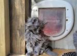 Lady - Maine Coon Cat For Sale - Montgomery&comma; MA&comma; US