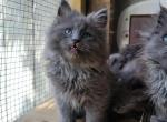 Chika - Maine Coon Cat For Sale - Montgomery&comma; MA&comma; US