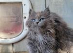 Snicker - Maine Coon Cat For Sale - Montgomery&comma; MA&comma; US