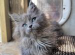 Melony - Maine Coon Cat For Sale - Montgomery&comma; MA&comma; US