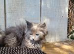 Moon - Maine Coon Cat For Sale - Montgomery&comma; MA&comma; US