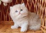 Winer - British Shorthair Cat For Sale - Miami&comma; FL&comma; US