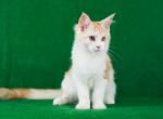 Yasmina - Maine Coon Cat For Sale - Brooklyn&comma; NY&comma; US