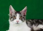 Yosie - Maine Coon Cat For Sale - Brooklyn&comma; NY&comma; US