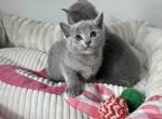 Uzi - Russian Blue Cat For Sale - Pembroke Pines&comma; FL&comma; US