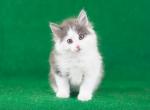 Ponpon - Maine Coon Cat For Sale - Brooklyn&comma; NY&comma; US