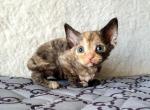 Fierji - Devon Rex Cat For Sale - Norwalk&comma; CT&comma; US