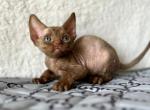 Selena - Devon Rex Cat For Sale - Norwalk&comma; CT&comma; US
