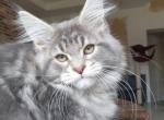 Xanter - Maine Coon Cat For Sale - Miami&comma; FL&comma; US