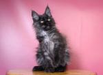Kuzya - Maine Coon Cat For Sale - Miami&comma; FL&comma; US