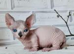 Felicita - Bambino Cat For Sale - Miami&comma; FL&comma; US