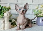 Floerino - Bambino Cat For Sale - Miami&comma; FL&comma; US