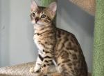 Fiona - Bengal Cat For Sale - South Elgin&comma; IL&comma; US