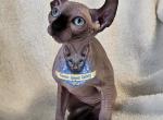 Sphynx Elf Girl Frida  Ready go home - Sphynx Cat For Sale - Lockport&comma; IL&comma; US