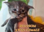 Blossom Spring litter - Maine Coon Cat For Sale - Kingman&comma; AZ&comma; US
