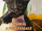 Dahlia Spring Litter - Maine Coon Cat For Sale - Kingman&comma; AZ&comma; US