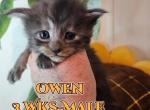 Owen Spring Litter - Maine Coon Cat For Sale - Kingman&comma; AZ&comma; US