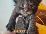 Pansy Spring Litter - Maine Coon Cat For Sale - Kingman&comma; AZ&comma; US