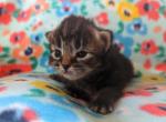 Karma - Siberian Cat For Sale - Clintwood&comma; VA&comma; US