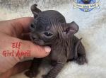 Elf  Black Girl April - Sphynx Cat For Sale - Lockport&comma; IL&comma; US