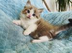 Clover - Ragamuffin Cat For Sale - Los Angeles&comma; CA&comma; US