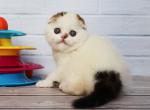 Nesquick - Scottish Fold Cat For Sale - Hollywood&comma; FL&comma; US
