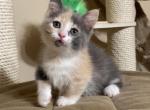 Faina - Munchkin Cat For Sale - Pembroke Pines&comma; FL&comma; US