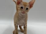 Sokrates - Oriental Cat For Sale - Pembroke Pines&comma; FL&comma; US