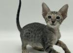 Samantha - Oriental Cat For Sale - Pembroke Pines&comma; FL&comma; US