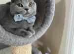 Blue British Shorthair boy Stanley - British Shorthair Cat For Sale - NY&comma; US