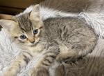 Light tabby girl - Domestic Cat For Sale - Auburn&comma; WA&comma; US