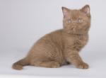 Lalik&lowbar; - British Shorthair Cat For Sale - Hollywood&comma; FL&comma; US