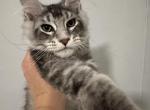 Sam - Maine Coon Cat For Sale - Hollywood&comma; FL&comma; US