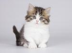 Buga - Minuet Cat For Sale - Norwalk&comma; CT&comma; US