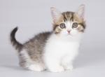 Buga - Munchkin Cat For Sale - Pembroke Pines&comma; FL&comma; US