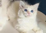 Alice - Ragdoll Cat For Sale - Miami&comma; FL&comma; US