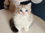 Armando - Ragdoll Cat For Sale - Miami&comma; FL&comma; US